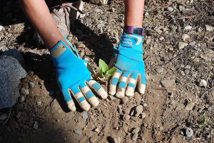 (Sara Tabin | The Salt Lake Tribune) Sandra Berzinis, a New York resident visiting her son in Utah for the summer, finishes planting a seedling as part of the 2019 Town of Alta Restoration Day held Saturday, July 6, 2019.