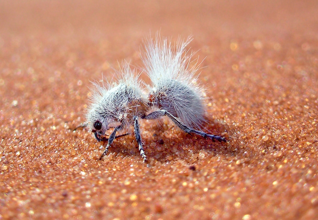 (Joseph S. Wilson | Utah State University via The New York Times) A photo provided by Joseph S. Wilson shows a Dasymutilla gloriosa, a type of wasp confusingly called the thistledown velvet ant. The thistledown velvet ant (which is actually a wasp) resembles creosote fuzz. But mimicry isn’t the reason, a new study suggests.