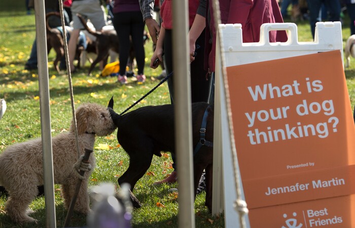 (Leah Hogsten  |  The Salt Lake Tribune) Dogs and their owners wait in line to talk with pet psychic Jennifer Martin during the 2017 Strut Your Mutt dog walk and fundraiser to save the lives of homeless pets, October 14, 2017  at Liberty Park. Participants can choose to raise money for Best Friends or for one of hundreds of participating shelters, rescue groups and other animal welfare groups. 