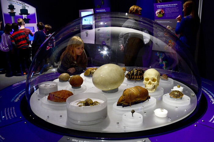(Scott Sommerdorf | The Salt Lake Tribune) Emerson Elementary School children at the Utah Museum of Natural History, Wednesday, Feb., 7, 2018.  "Nature's Ultimate Machines" is a new UMNH special exhibition exploring the workings of plants and animals and how they rely on finely-tuned natural devices to move, adapt and survive.