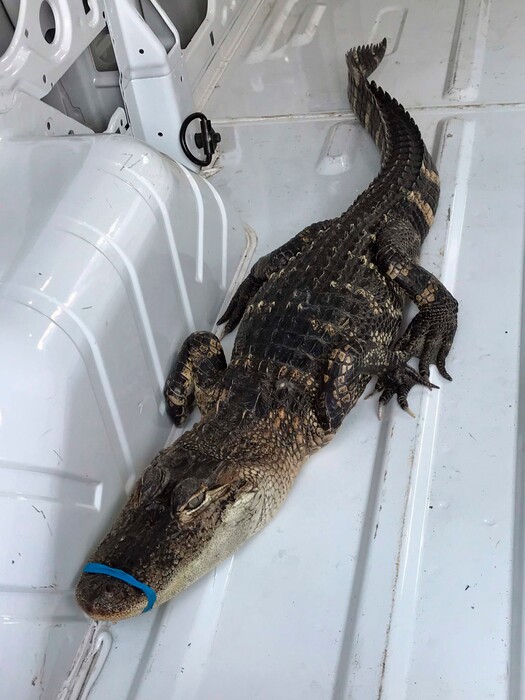 (Sam Cunningham/City of Waukegan via AP) This Monday, Oct. 8, 2018, photo provided by the City of Waukegan, Ill., shows a 4-foot alligator in a van outside city hall after animal control workers helped capture it from Lake Michigan. The alligator, whose mouth was taped shut, was spotted by a kayaker fishing for salmon off the Waukegan shore. It was taken to the Wildlife Discovery Center in nearby Lake Forest. Animal control officers have started an investigation to determine who dumped the alligator into the water.
