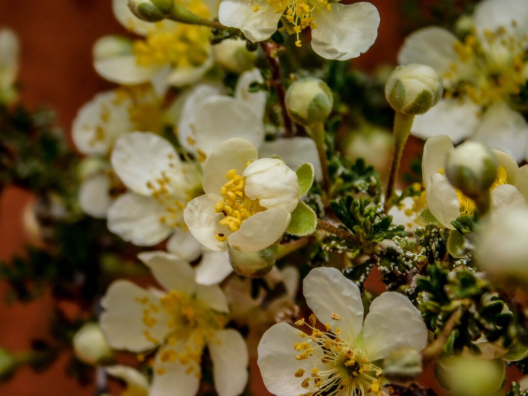 Erin Alberty  |  The Salt Lake TribuneA cliffrose blooms April 1, 2017 along the Babylon Arch trail in the Red Cliffs Desert Reserve near Leeds.