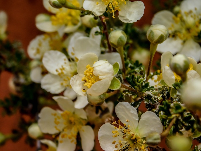 Erin Alberty  |  The Salt Lake Tribune

A cliffrose blooms April 1, 2017 along the Babylon Arch trail in the Red Cliffs Desert Reserve near Leeds.