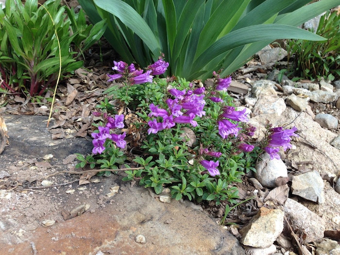 (Erin Alberty | The Salt Lake Tribune) The purple blossoms of Penstemon fruticosus appear May 10, 2014 in the former backyard of reporter Erin Alberty in Salt Lake City.  It is one of dozens planted to replace a carpet of invasive Myrtle Spurge.