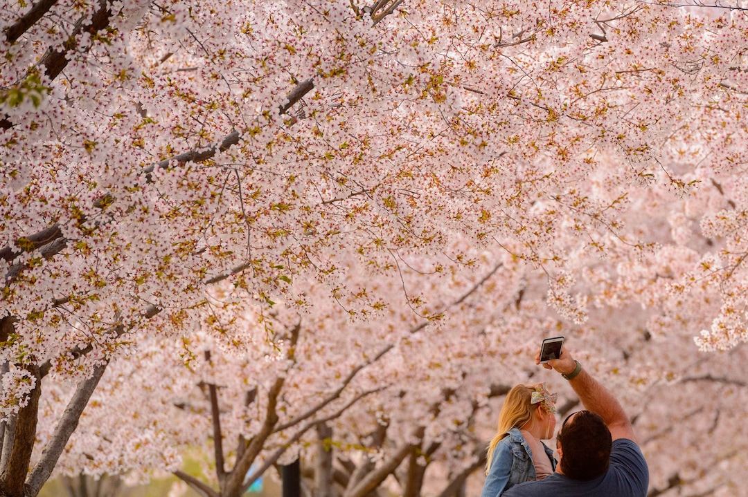 (Trent Nelson  |  The Salt Lake Tribune) Crowds of people take in the cherry blossoms surrounding the state Capitol in Salt Lake City on Saturday, April 11, 2020.