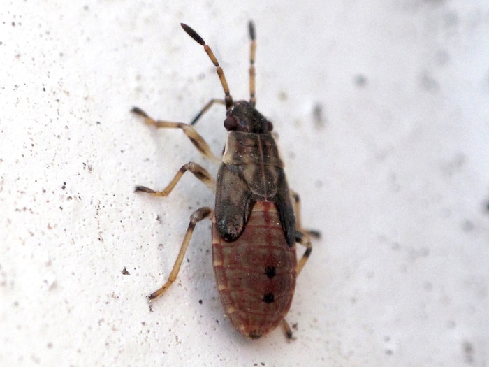 (Photo courtesy Ryan Davis, Utah State University Extension) A nymph, or juvenile, elm seed bug. These invasive pests appeared in Utah sometime around 2014 and have recently experienced a population boom. The insects have been known to enter homes in large numbers, but are harmless.