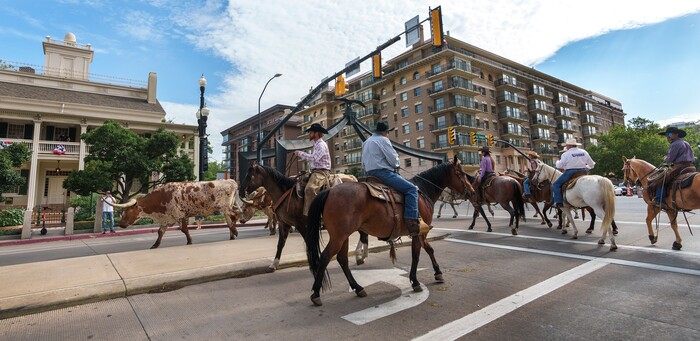 (Leah Hogsten | The Salt Lake Tribune) To kick off the start of Utah's Days of '47 rodeo week, Governor Spencer Cox, First Lady Abby Cox and working ranglers drove a herd of longhorn cattle from the heart of Salt Lake City to the  Utah Fair Park, Tuesday, July 19, 2022.