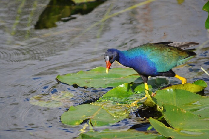 (Erin Alberty | The Salt Lake Tribune) A purple gallinule bobs on a leaf in Everglades National Park. Photo taken Feb. 2, 2016.