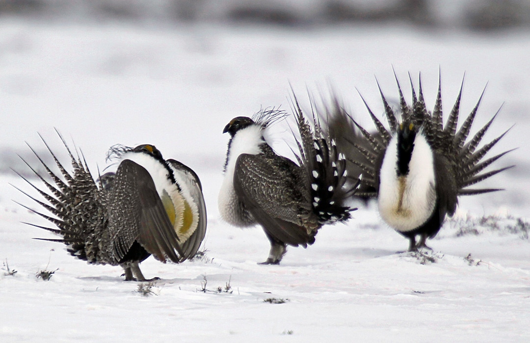 FILE - In this April 20, 2013 file photo, male greater sage grouse perform mating rituals for a female grouse, not pictured, on a lake outside Walden, Colo. The Obama administration will release five possible plans Thursday, Dec. 29, 2016, for limiting mining on federal land in the West to protect the vulnerable greater sage grouse, but it isn’t saying which it prefers. (AP Photo/David Zalubowski, File)