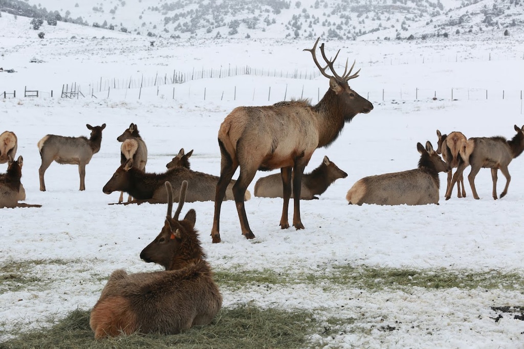 (Utah Division of Wildlife Resources) Another season of viewing wild elk from a horse-drawn wagon or sleigh begins Dec. 8 at Hardware Ranch.