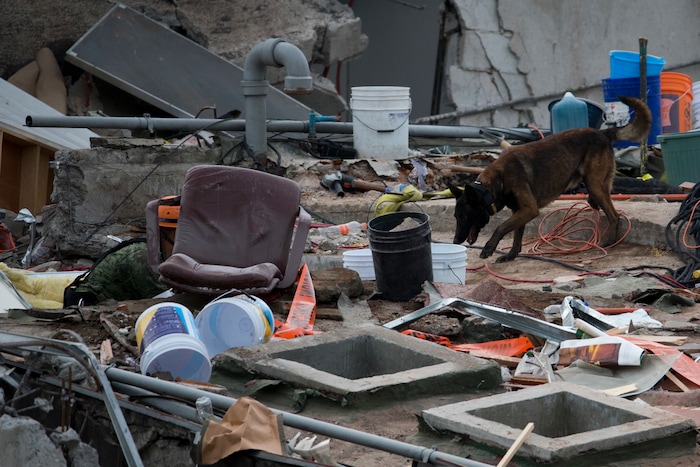 A rescue dog works on the site of a felled office building in the Roma Norte neighborhood in Mexico City, Saturday, Sept. 23, 2017. As earthquake rescue operations stretched into Day 5, Mexico City residents throughout the city held out hope that dozens still missing might be found alive. (AP Photo/Moises Castillo)