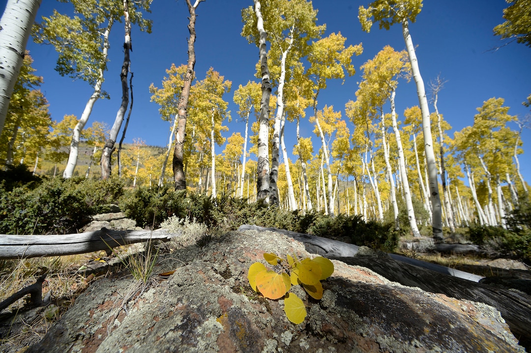 (Al Hartmann  |  The Salt Lake Tribune)     
At 106 acres, Pando is the largest known aspen clone, and the most massive living thing known on earth. Its trees are united by a single root system. Scientists say deer are voraciously eating Pando's new sprouts, preventing the clone from regenerating. It could deteriorate beyond recovery in less than 20 years, they warn.