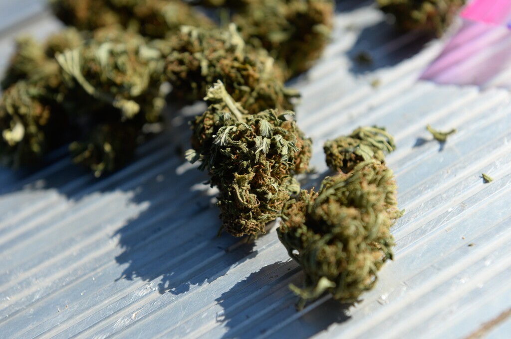 (Francisco Kjolseth | Tribune file photo) A hand trimmed hemp flower with very low THC called Stormy Daniels is shown at Harward Farms near Spanish Fork on Oct. 25, 2019. Following President Trump's 2018 Farm Bill signing that legalized hemp, two strains of the plant called Cherry Blossom and Trump were combined to create the strain called Stormy Daniels. High-end specialty markets exist for hand-trimmed buds marketed as "smokable CBD."