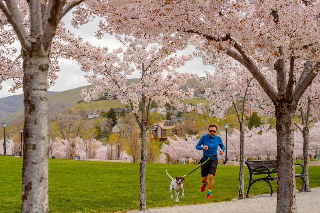 (Trent Nelson  |  The Salt Lake Tribune) A man runs with his dog through the cherry blossoms surrounding the state Capitol in Salt Lake City on Saturday, April 11, 2020.