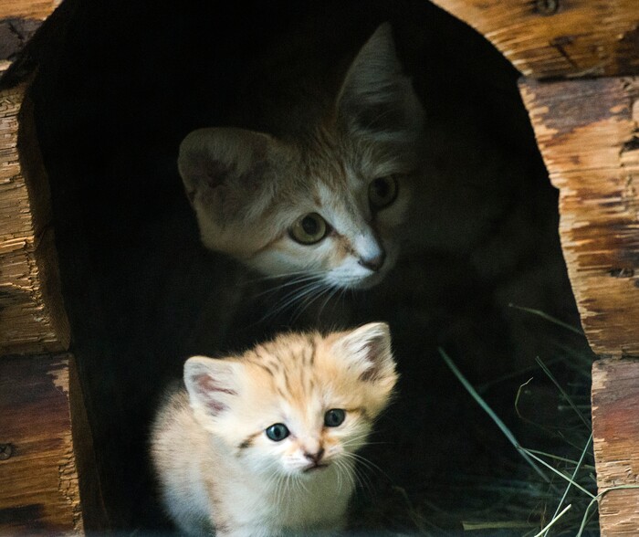 (Rick Egan  |  The Salt Lake Tribune)   Desiree, and Arabian Sand Cat, peeks out of her house with one of her 5-week -old babies, at the Hogle Zoo. Thursday, June 7, 2018.