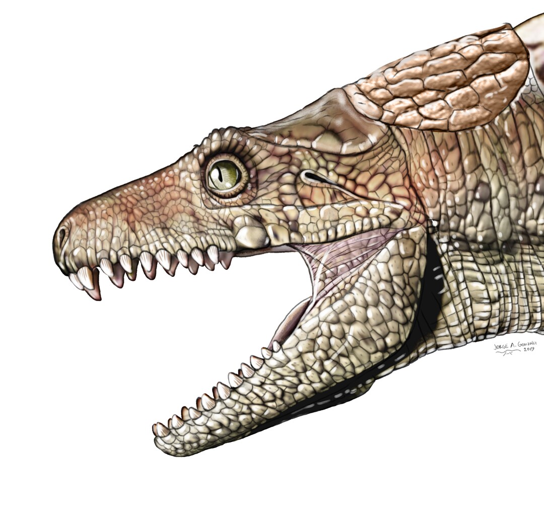 (Illustration courtesy of Jorge Gonzalez) A graphic shows what an extinct omnivore relative of crocodiles might have looked like.