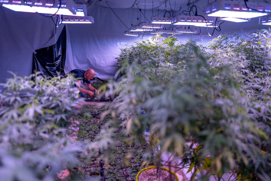 (Trent Nelson  |  The Salt Lake Tribune)  
Keith Keyser, founder of Moon Lake Farms, working with hemp seedlings in North Salt Lake on Friday July 12, 2019.