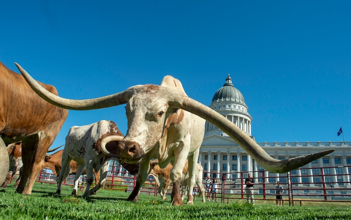 (Rick Egan  |  The Salt Lake Tribune)       Longhorn cattle graze on the lawn in front of the Utah State Capitol before a news conference on the Days of 47 festivities, Tuesday, July 16, 2019.