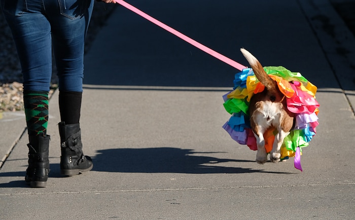 (Francisco Kjolseth | The Salt Lake Tribune) Haley Jo, a basset hound rescue struts her stuff alongside Jen Straley as they rush to join the parade as Salt Lake City’s Irish community celebrates their 41st annual St. Patrick’s Day Parade with crowds lining up to take in the festivities.