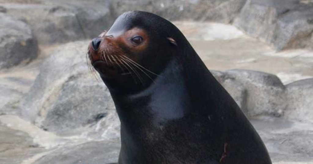 (Photo courtesy Hogle Zoo) Diego the sea lion could have died after ingesting a toddler's sock at Hogle Zoo.