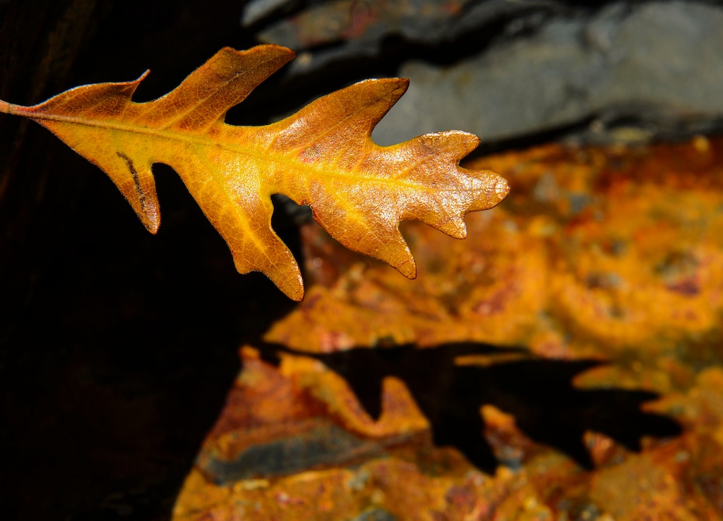 (Steve Griffin  | Tribune file photo) A scrub oak leaf in the sun near Storm Mountain in Big Cottonwood Canyon in Salt Lake City, seen on Oct 9, 2017. Utah saw a severe shortage of precipitation last month, with valley floors averaging zero inches of rainfall, a monthly report on the state's water supply said.