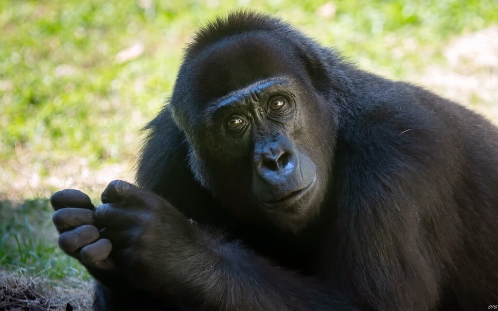 (Busch Gardens Tampa Bay) Pele is the younger of two new western lowland gorillas that have arrived at Utah's Hogle Zoo.