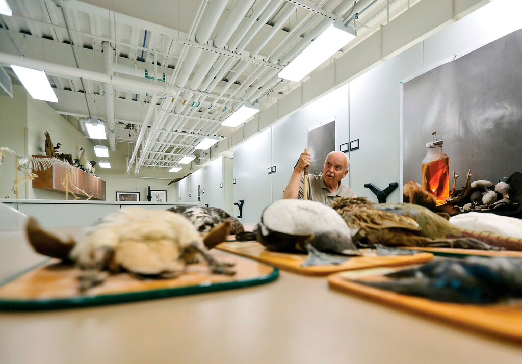 (Shannon Broderick | Laramie Boomerang | The Associated Press) In this June 5, 2018, photo, Dave Tyndall talks about his bird collection at the UW Vertebrates Museum in Laramie, Wyo.