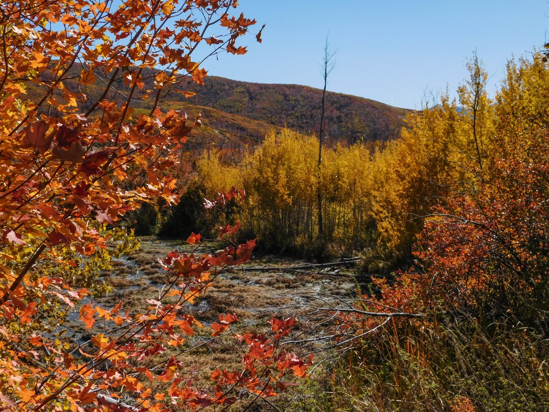 (Erin Alberty|The Salt Lake Tribune) Maples, oak and aspen line Cascade Springs with fall color on Oct. 9, 2017 in Wasatch County.