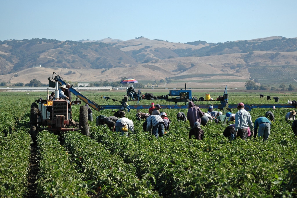 N. Nehring | Istock.com

Farm workers harvesting yellow bell peppers near Gilroy, California.