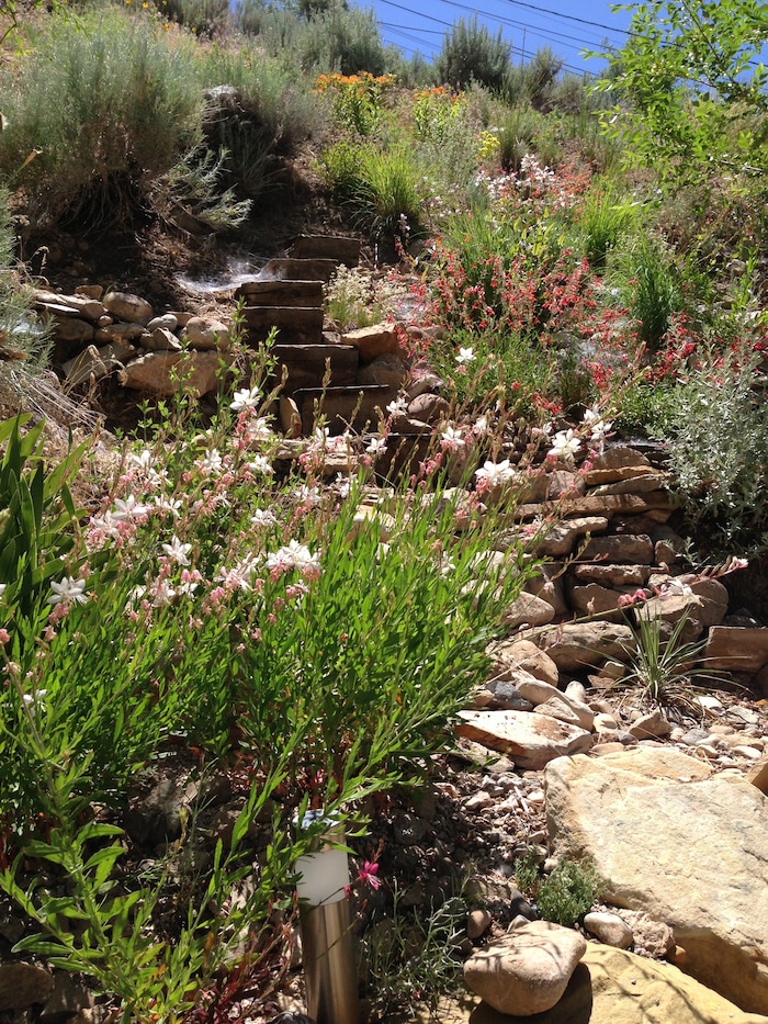 (Erin Alberty | The Salt Lake Tribune) Gaura, penstemons and butterfly weed bring color to a Salt Lake City garden on June 23, 2013. Reporter Erin Alberty and her husband used plants from the American West to replace the invasive Myrtle Spurge that carpeted the slope.