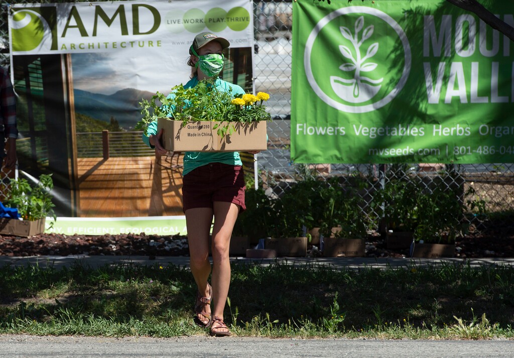 (Rick Egan  |  The Salt Lake Tribune)   Savannah Simmons-Grover delivers plants to a customer in their car during the Wasatch Community Gardens 2020 Spring Plant Sale Fundraiser, Saturday May 9, 2020
