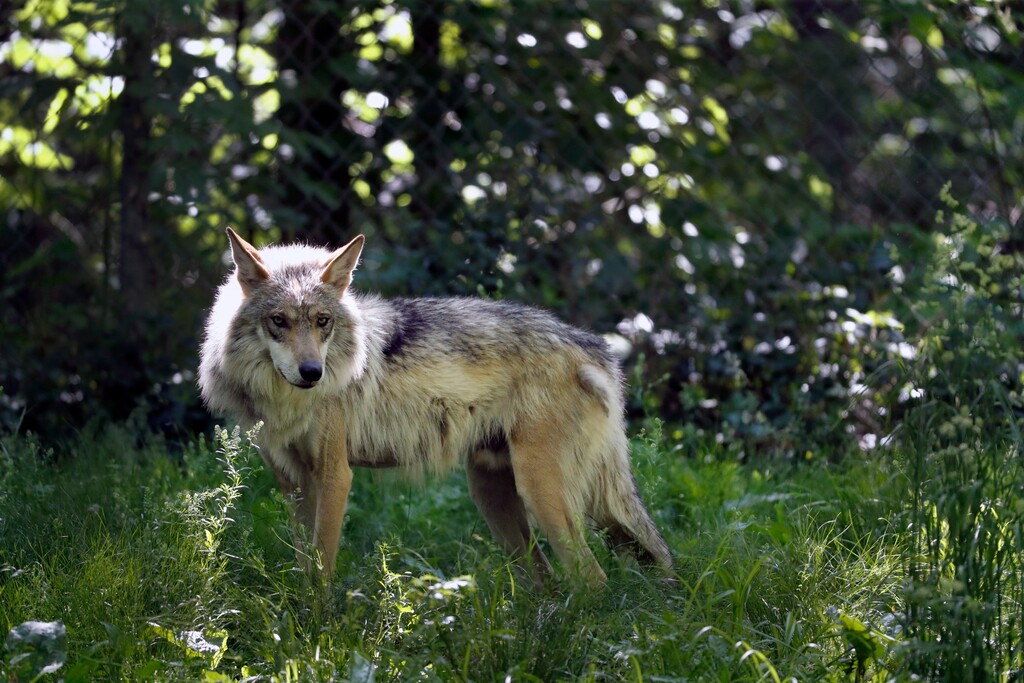 (Jeff Roberson | AP file photo) In this May 20, 2019, file photo, a Mexican gray wolf is seen at the Endangered Wolf Center in Eureka, Mo. State and federal wildlife managers are investigating the death of three endangered Mexican gray wolves found last month in Arizona.