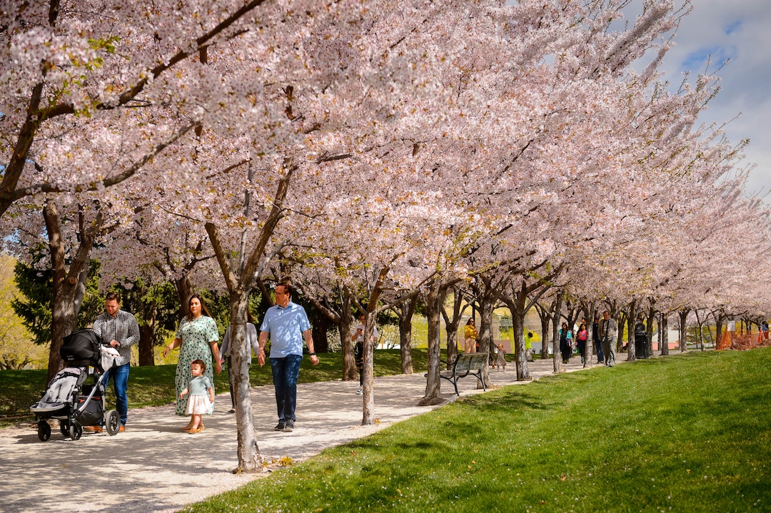 (Trent Nelson  |  The Salt Lake Tribune) Crowds of people take in the cherry blossoms surrounding the state Capitol in Salt Lake City on Saturday, April 11, 2020.