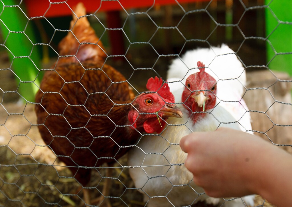 Trent Nelson  |  The Salt Lake Tribune3rd graders from McGullis Elementary School feed grass to chickens during a field trip to Wasatch Community Gardens to Tuesday May 7, 2013 in Salt Lake City. The nonprofit organization is gearing up for its annual plant sale, in which more than 30,000 plants are offered, including Heirloom tomatoes, vegetable starts, herbs, flowers, grasses, water-wise plants, Utah natives, edible perennials. Money from the sale will be used for its many programs, including teaching kids where their food comes from, and how to grow it.