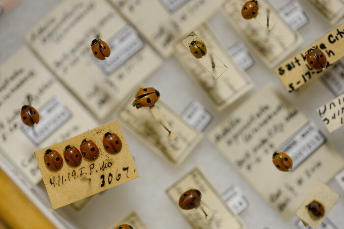 (Francisco Kjolseth  |  The Salt Lake Tribune)  Entomology collections are on display at the Natural History Museum of Utah's annual Behind the Scenes event coinciding this year with the museum's 50th anniversary, as people get a chance to explore some of the extensive collections not normally on display on Saturday, Nov. 16, 2019. The event runs through the weekend.
