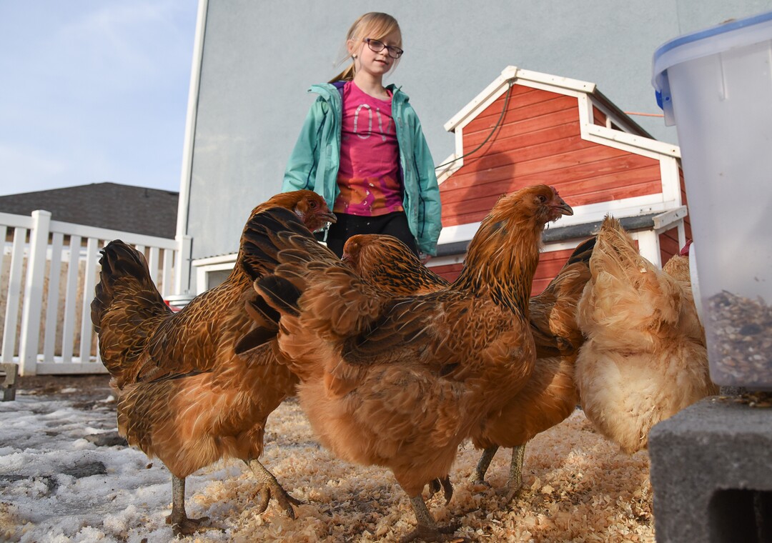 (Francisco Kjolseth  |  The Salt Lake Tribune)  Skyrie Sacks, 7, finds comfort visiting with her eight chickens in the backyard of their new family home in West Clinton. Suffering a traumatic face injury at the age of 4, Skyrie suffers from PTSD and her mother, Natalie, says the chickens have helped her through the trauma. A Utah lawmaker is filing a bill that would make it a misdemeanor crime to lie about the need for an emotional support animal. Disability advocates are opposed to the bill, saying it could scare individuals with disabilities into remaining silent about their need for support animals.