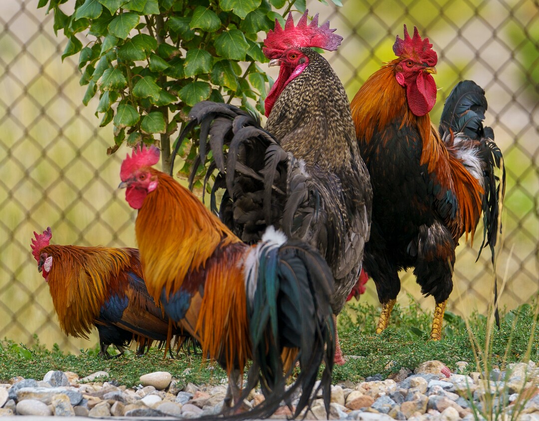 (Leah Hogsten | The Salt Lake Tribune) Wasatch Resource Recovery brought a flock of roosters onto the property to feed on the flies swarming the facility, Sept. 1, 2021. Wasatch Resource Recovery is UtahÕs first and only anaerobic digester which produces a fertilizer and natural gas from decomposing food. The facility processes organic waste which includes food scraps, liquid waste and manufacturing food waste. The process, in operation since 2019, turns the organic matter into sustainable resources, biogas and bio-based fertilizer and the facility will pilot a food scraps pickup program for residents.