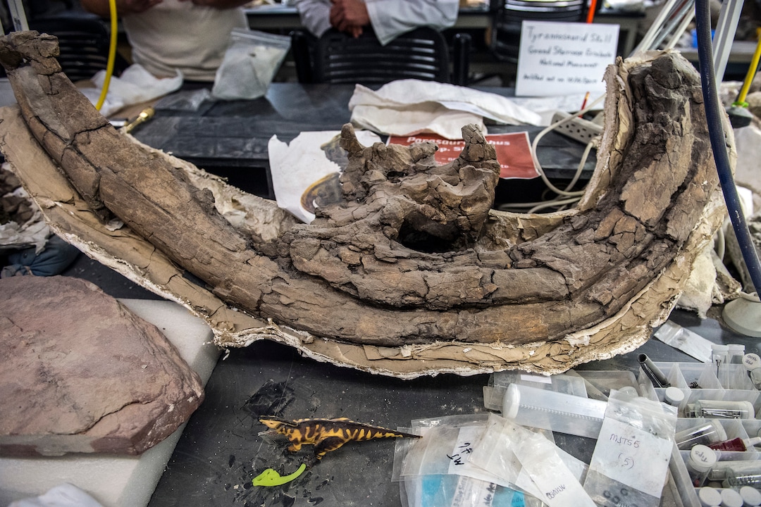 (Chris Detrick  |  The Salt Lake Tribune)  Part of a ~80 million-year-old Parasaurolophus skull from the Grand Staircase-Escalante National Monument at the Natural History Museum of Utah.