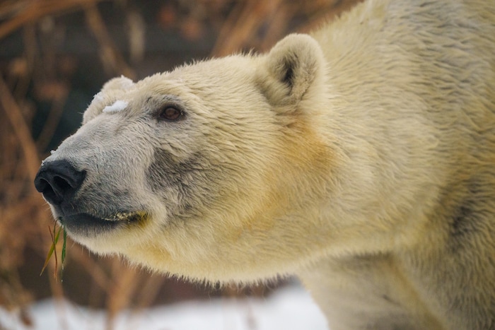 (Trent Nelson  |  The Salt Lake Tribune) Neva, a 5-year-old female polar bear, explores her new home in the Rocky Shores exhibit at Hogle Zoo in Salt Lake City on Tuesday, Jan. 4, 2022.