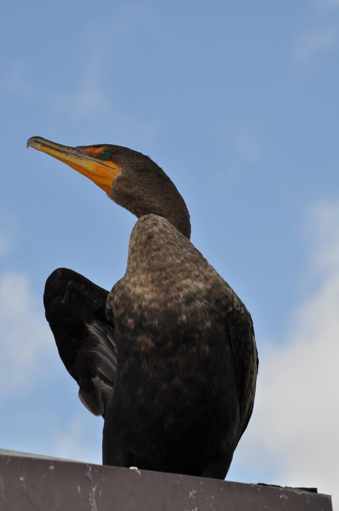(Erin Alberty | The Salt Lake Tribune) A cormorant perches above Everglades National Park. Photo taken Feb. 2, 2016.
