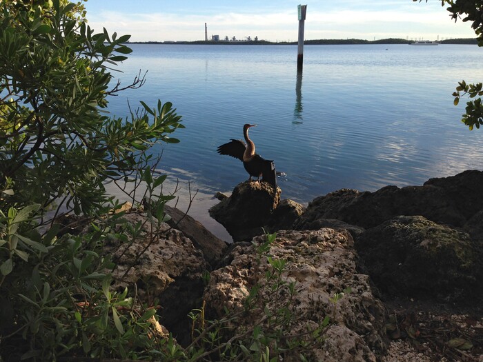 Erin Alberty  |  The Salt Lake TribuneAn anhinga stretches its wings along the Convoy Point Trail on Jan. 29, 2016 in Biscayne National Park. The Turkey Point nuclear plant can be seen in the background. 