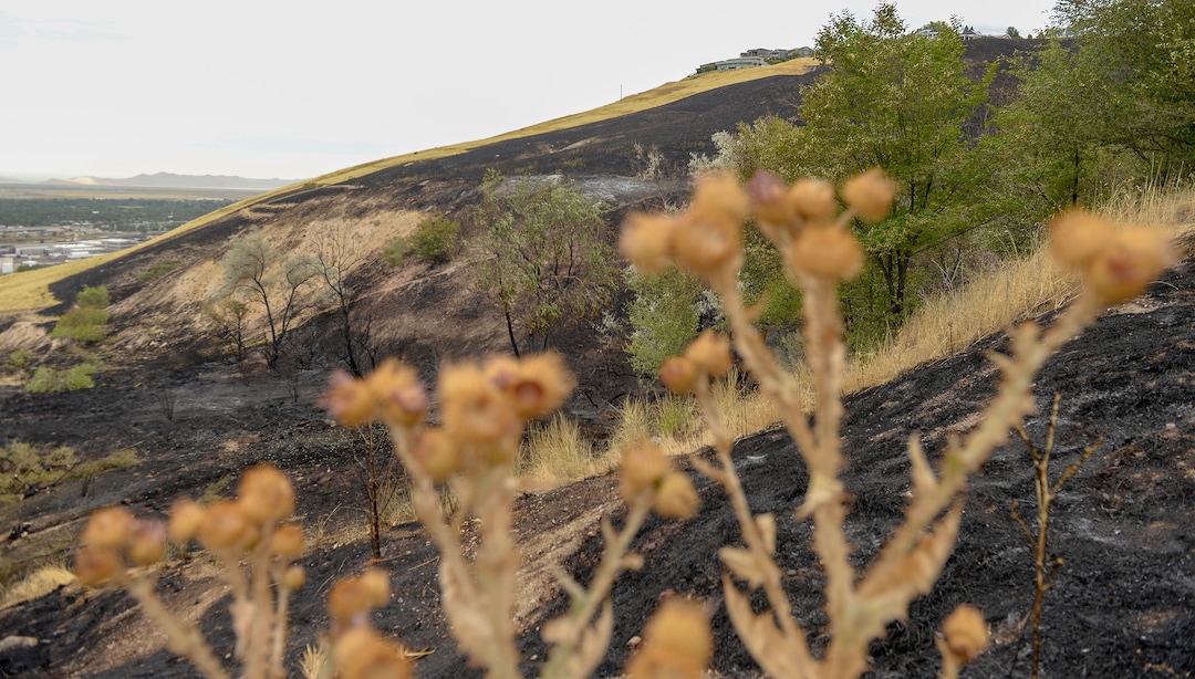 Leah Hogsten  |  The Salt Lake Tribune  Five people were injured and one home was damaged by a fast-moving grass fire on Columbus Court, Tuesday, July 24, 2018. Forty homes were evacuated as flames spread through about 100 acres. Between 50 and 60 firefighters responded to the fire.