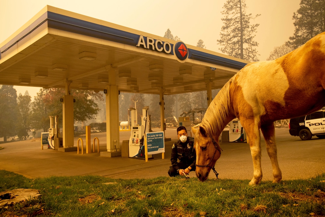 Officer Randy Law tends to a rescued horse as a wildfire burns in Paradise, Calif., on Friday, Nov. 9, 2018. (AP Photo/Noah Berger)