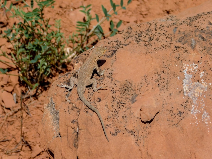 Erin Alberty  |  The Salt Lake TribuneLizards abound on the Desert Voices trail at Dinosaur National Monument. May 27, 2017.