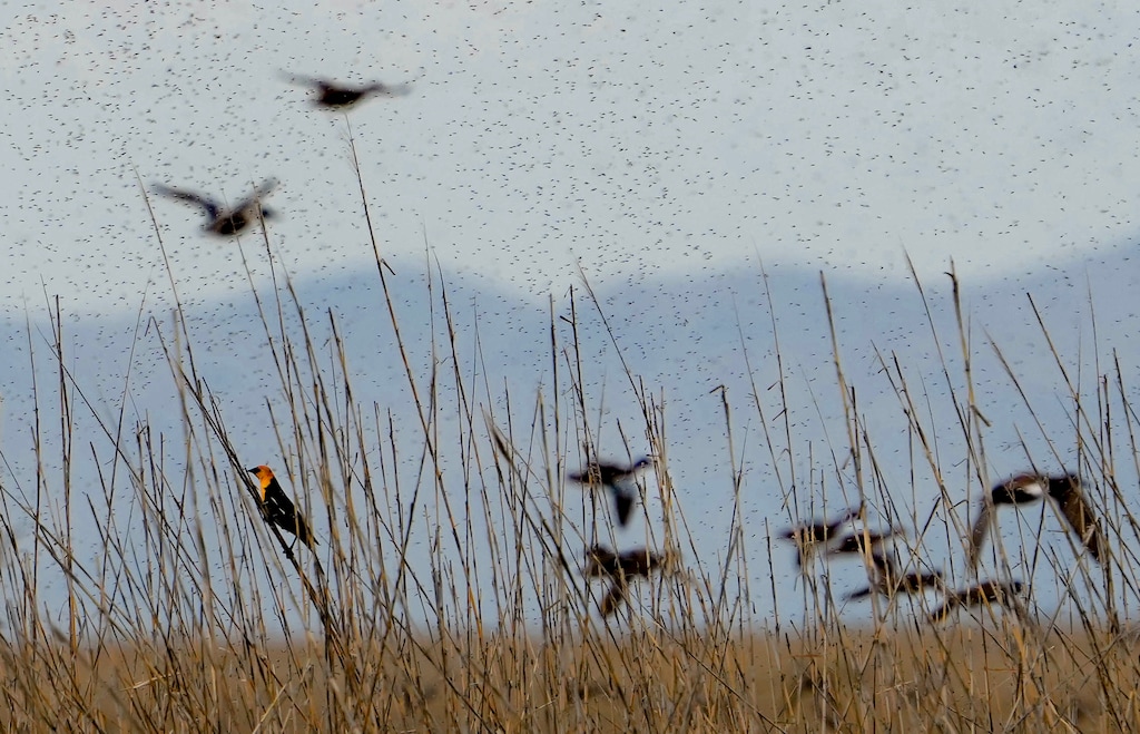 (Francisco Kjolseth | The Salt Lake Tribune) Columns of courting midges fly amongst shore birds and waterfowl including a yellow-headed blackbird in the Ogden Bay Waterfowl Management area on Wednesday, April 12, 2023. Following a record breaking snow year some signs of improvement can be seen in the shallow edges of the Great Salt Lake improving bird habitat.