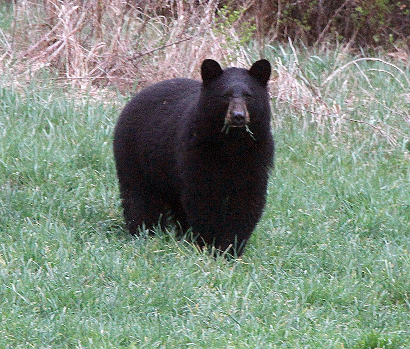 (Toby Talbot | AP photo)

In this April 22, 2012, photo, a black bear grazes in a field in Calais, Vt.