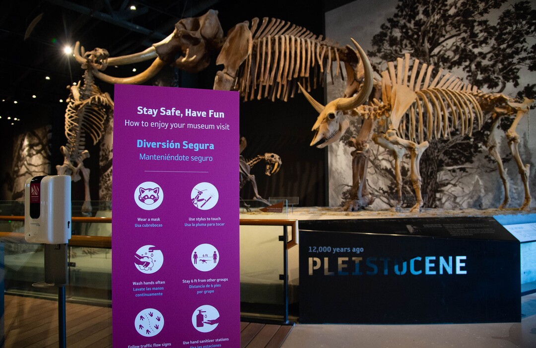 (Francisco Kjolseth  |  The Salt Lake Tribune) Multiple updates have been made to the Natural History Museum of Utah in an effort to safely open in mid-August including limited guests, added sanitation stations, new signage and touchless displays. Jason Cryan, who became the new director of the Natural History Museum of Utah in March – just in time to close the place because of COVID-19, gave a tour of the updates that have been made to hopefully reopen.