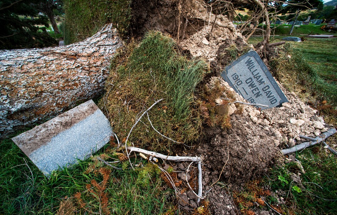(Rick Egan  |  The Salt Lake Tribune)    Hundreds of headstones in the Salt Lake City Cemetery were damages in the recent wind storm, Friday, Sept. 18, 2020.