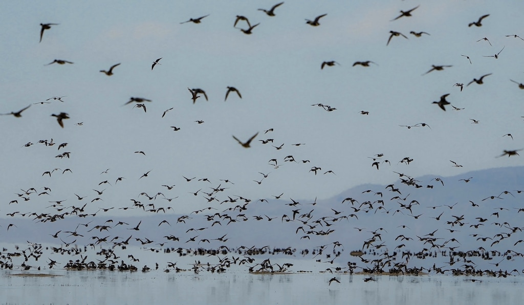 (Francisco Kjolseth | The Salt Lake Tribune) Thousands of shore birds and waterfowl take flight near the outflow of the Weber River where it meets the Great Salt Lake where critical shallow bird habitat has been covered with a few inches of water on Wednesday, April 12, 2023, following a record breaking snowpack year.