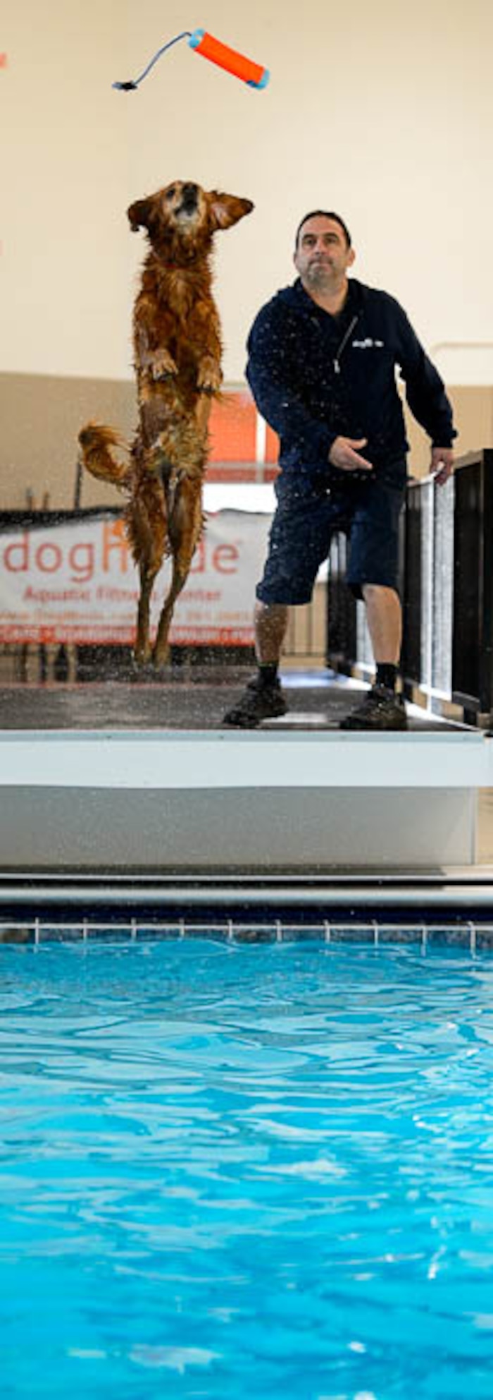 (Trent Nelson | The Salt Lake Tribune) David Valdez works with Dexter in the new Aquatic Fitness Center at DogMode in Salt Lake City on Tuesday, Nov. 28, 2017.